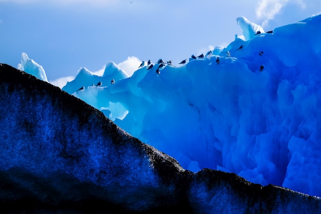 Wide shot van een groep pinguïns op een hoge ijsberg