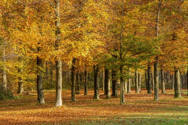 Wide shot van een prachtig park vol bomen op een bewolkte dag