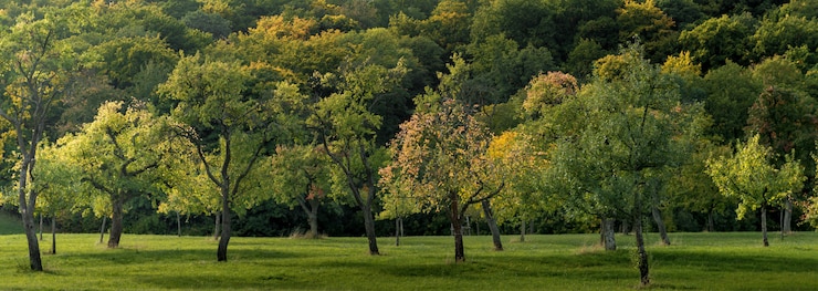 Gratis Foto wide shot van een veld bedekt met gras en vol met prachtige bomen gevangen in de dagtijd