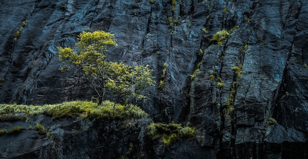 Wide shot van groene bomen in de buurt van een klif