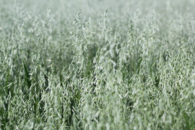 Wide shot van groene planten in een veld