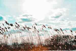 Gratis foto wide shot van phragmites in een wind met bewolkte hemel