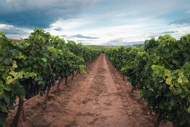 Gratis foto wijngaarden voor de oogst in la rioja