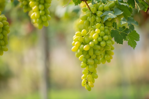 Gratis foto wijnstok en tros witte druiven in de tuin van de wijngaard.