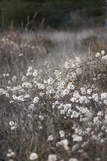 Wild bos gevangen in daglicht