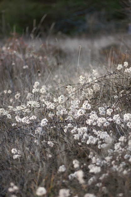 Wild bos gevangen in daglicht