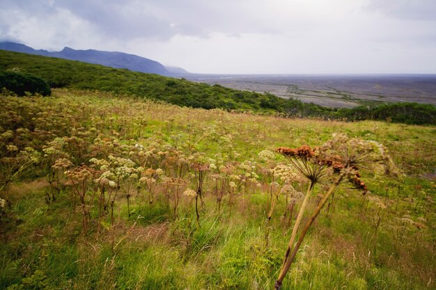 Wild natuur