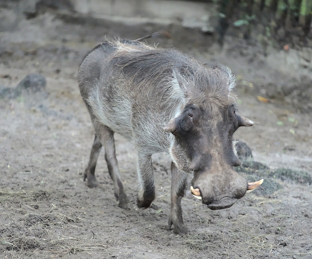 Wild varken in een natuurlijke omgeving