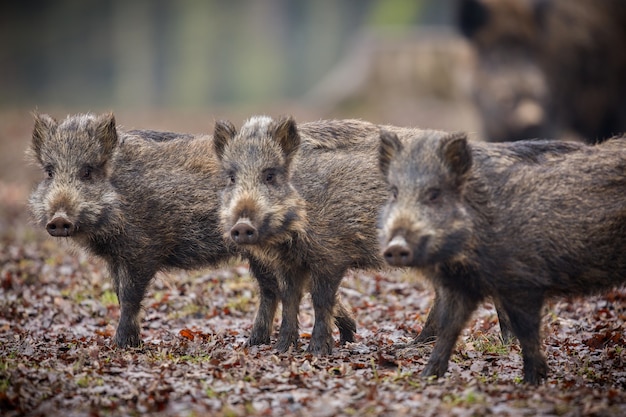 Gratis foto wild zwijn in de natuur habitat gevaarlijk dier in het bos tsjechische republiek natuur sus scrofa