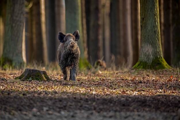 Gratis foto wild zwijn in de natuur habitat gevaarlijk dier in het bos tsjechische republiek natuur sus scrofa