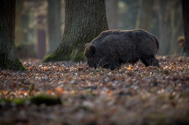 wild zwijn in de natuur habitat gevaarlijk dier in het bos tsjechische republiek natuur sus scrofa