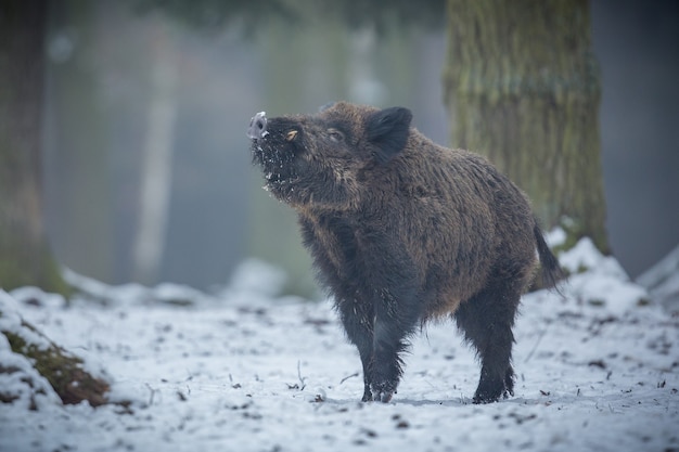 Wild zwijn in de natuur habitat gevaarlijk dier in het bos tsjechische republiek natuur sus scrofa
