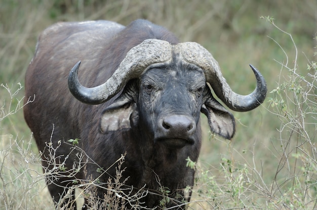 Wilde Afrikaanse buffel