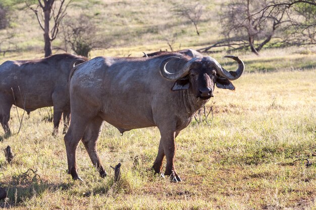 Wilde Afrikaanse buffels. Kenia, afrika