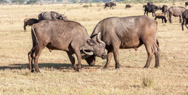 Wilde Afrikaanse buffels. Kenia, Afrika