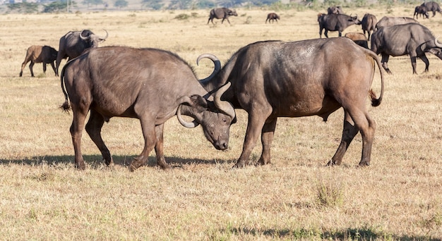 Wilde Afrikaanse buffels. Kenia, Afrika