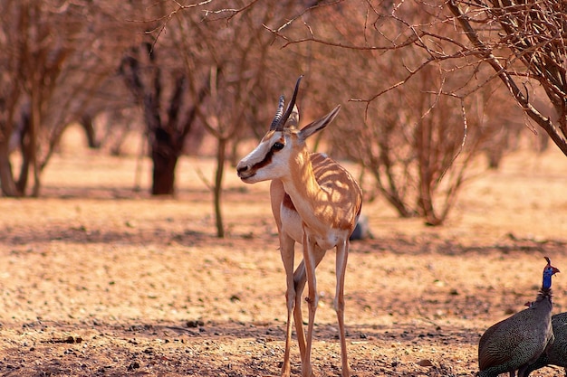 Wilde afrikaanse dieren. gamedrive safari in namibië. springbok close-up een soort antilope bij zonsondergang licht. etosha nationaal park, namibië.