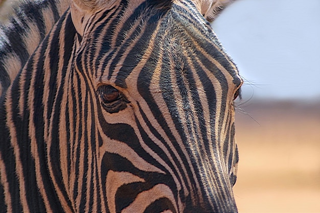 Wilde afrikaanse dieren. zebra close-up portret. etosha nationaal park, namibië.