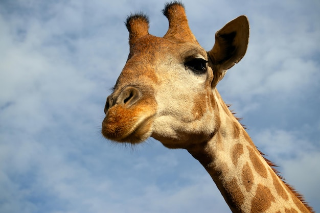Wilde afrikaanse leven. een grote gemeenschappelijke zuid-afrikaanse giraf op de zomer blauwe hemel. namibië