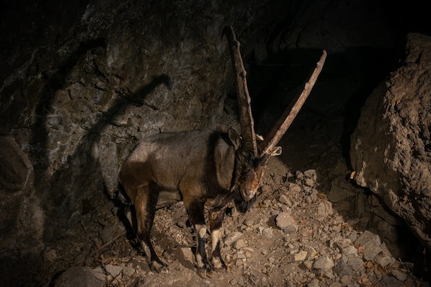 Gratis foto wilde bezoar-geit in de natuurhabitat bezoar-steenbok capra aegagrus