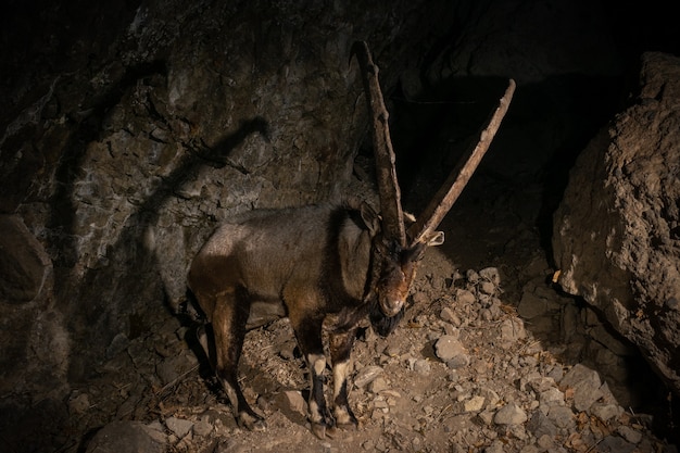 Wilde bezoar-geit in de natuurhabitat Bezoar-steenbok Capra aegagrus