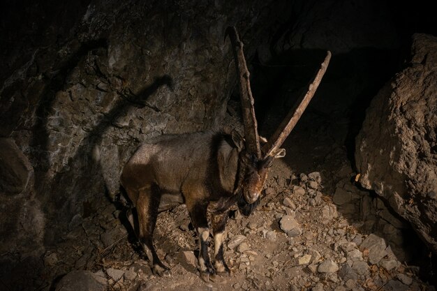 Wilde bezoar-geit in de natuurhabitat Bezoar-steenbok Capra aegagrus