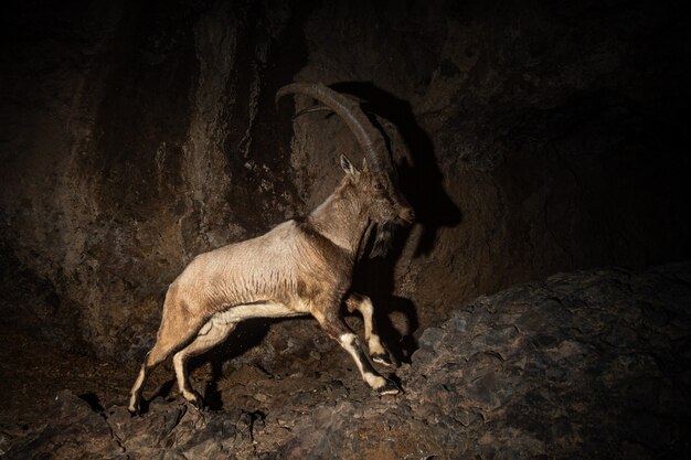 Wilde bezoar-geit in de natuurhabitat Bezoar-steenbok Capra aegagrus