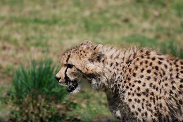 Wilde cheetah op een prairie in het wild