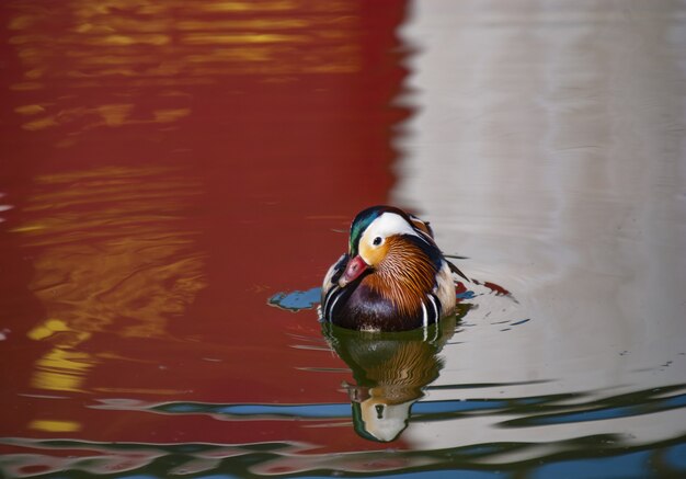 Wilde eend met kleurrijke veren zwemmen in het meer met de weerspiegeling van de omgeving