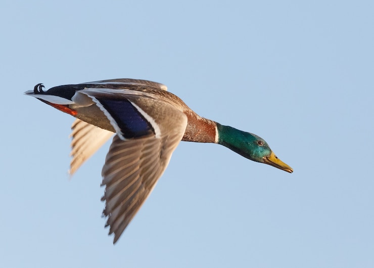 Gratis Foto wilde eend vliegen