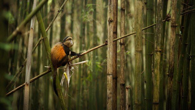 Wilde en zeer zeldzame gouden aap in het bamboebos