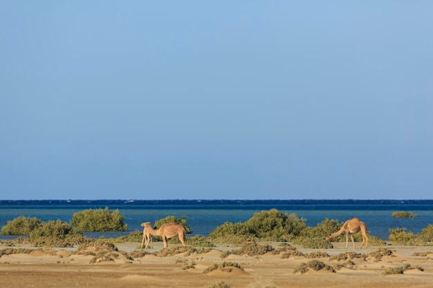 Wilde kamelen trekken langs de kust van de rode zee, egypte