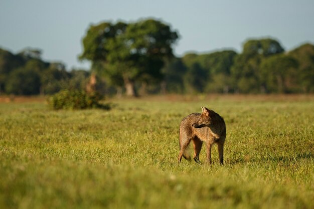 Wilde krab die vos of maikong eet in Braziliaanse pantanal