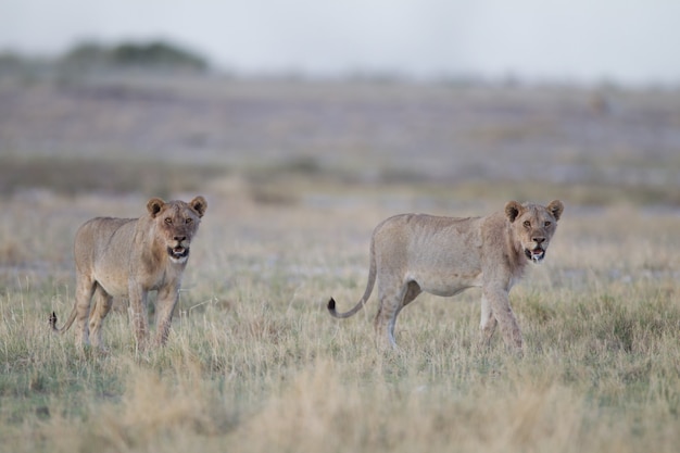 Wilde leeuwinnen in de savanne
