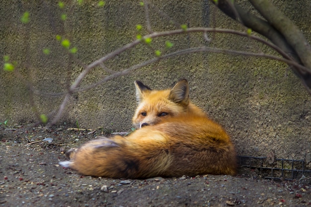 Wilde leuke mooie vos die op de grond dichtbij een muur in een dierentuin legt