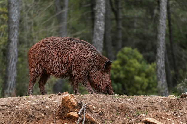 Wilde zwijnen in de natuur