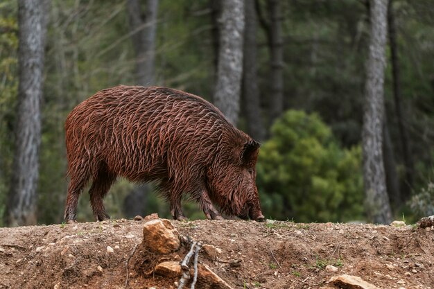 Wilde zwijnen in de natuur