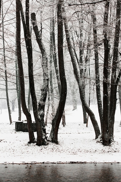 Winter bevroren bomen en rivier