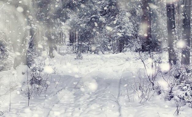 Winter boslandschap. hoge bomen onder sneeuwbedekking. de ijzige dag van januari in park.
