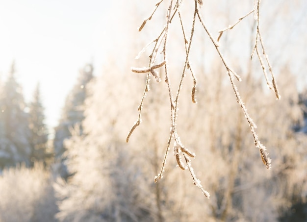 Winterbos op een ijzige dag, bomen bedekt met sneeuw