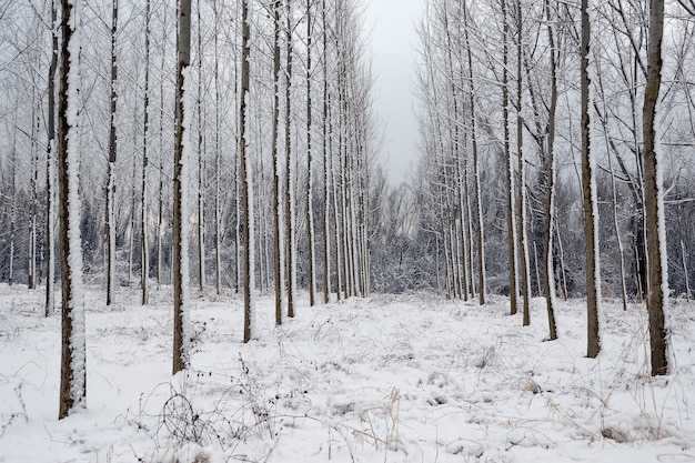 Gratis foto winterlandschap, bomen in bos in een rij bedekken met sneeuw