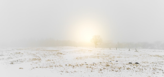 Winterlandschap bomen op sneeuw