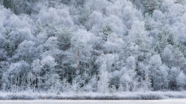 Gratis foto winterlandschap, koude novemberochtend, witte ijzige bomen.