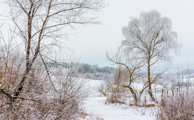 Winterlandschap met besneeuwde bomen bij bewolkt weer_