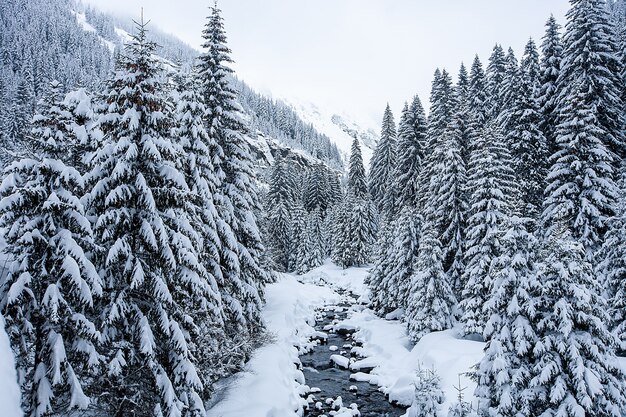 Winterlandschap met besneeuwde bomen en geweldig uitzicht