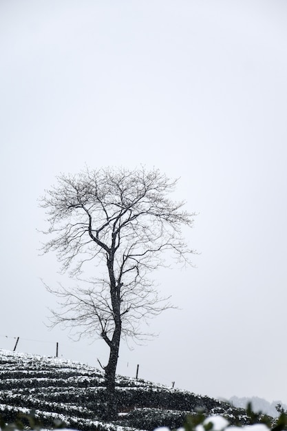 Gratis foto winterlandschap met kale boom