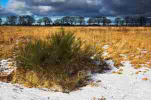 Gratis foto winterlandschap met sneeuw