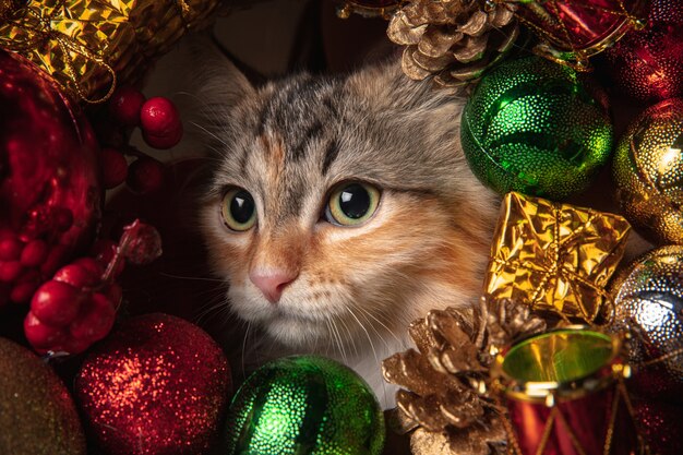 Winterstemming. Mooie kitten van Siberische kat, zittend op de Bank in Nieuwjaar decoratie.