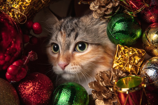 Winterstemming. Mooie kitten van Siberische kat, zittend op de Bank in Nieuwjaar decoratie.