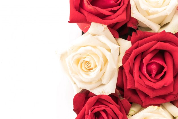 Wit en rood roos op wit